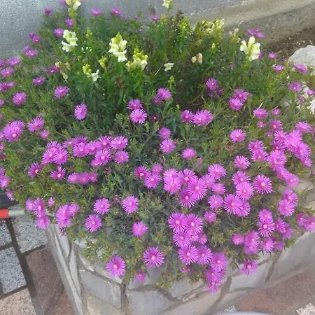 Domi Дом отдыха *