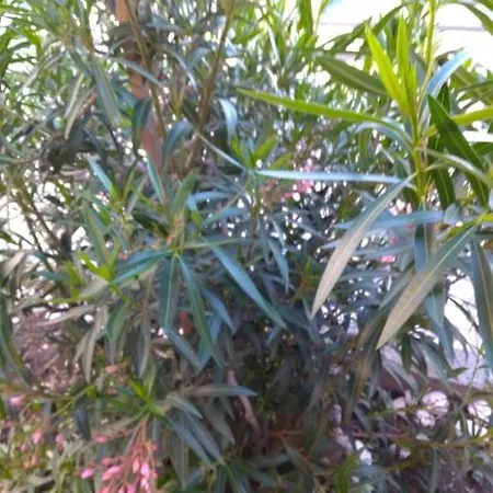 Domi Нови-Винодолски